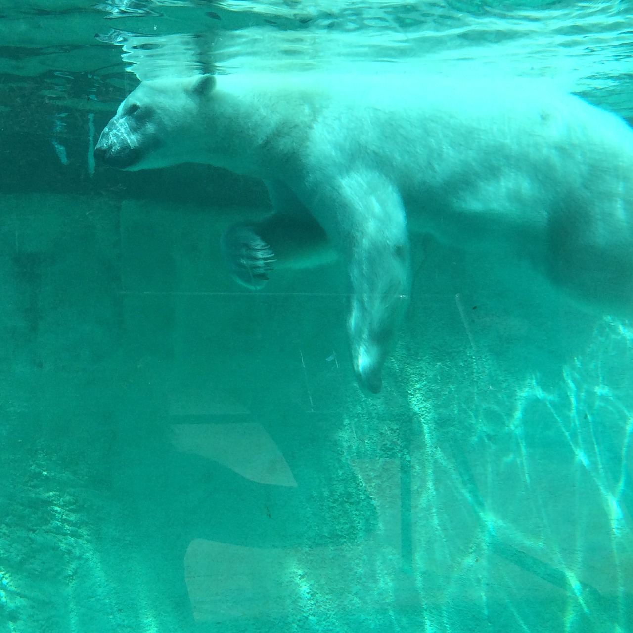 polar bear zoo tank free photo