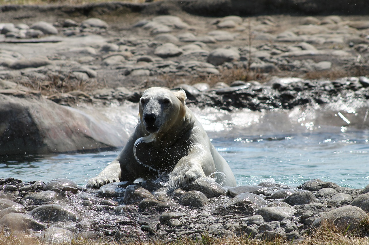 polar bear bear water free photo