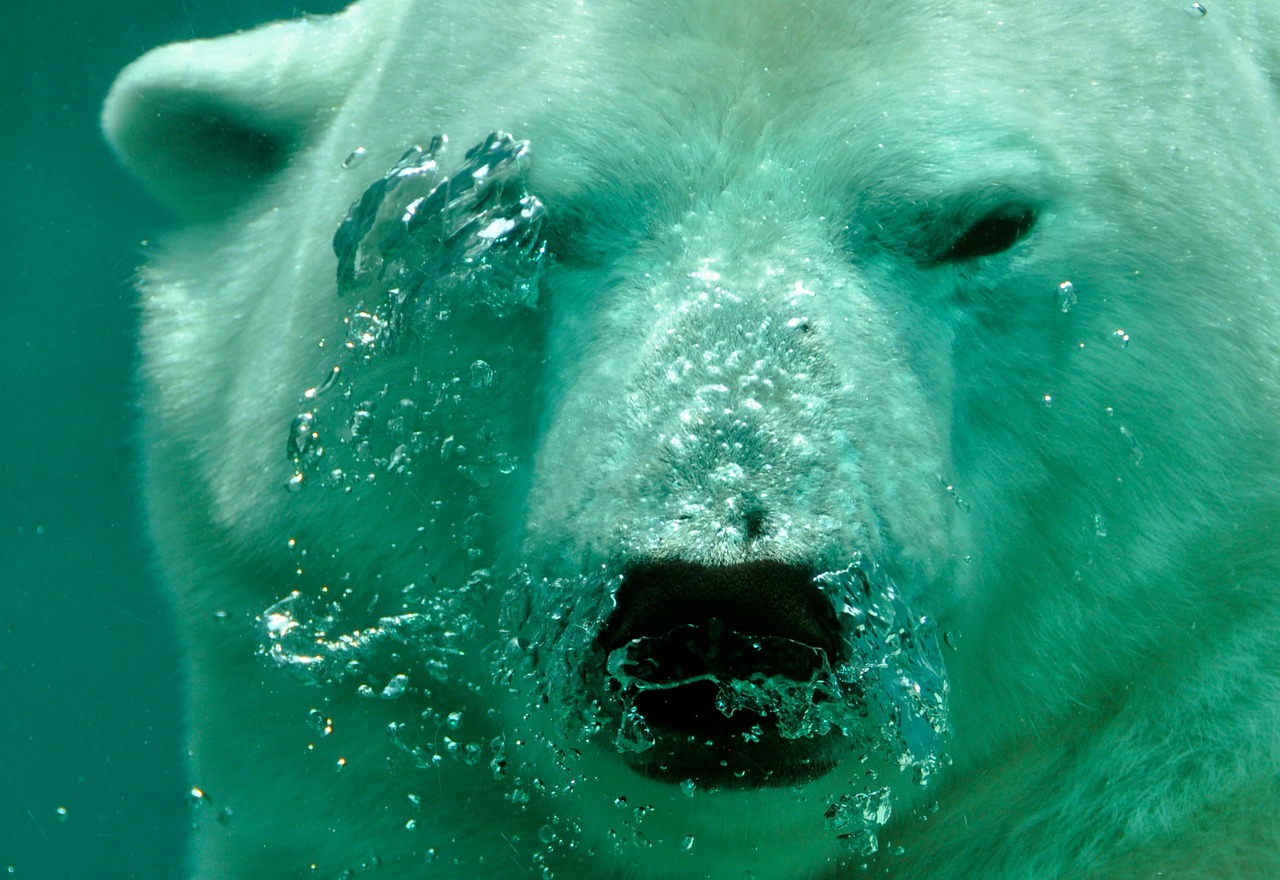 polar bear the bear water free photo