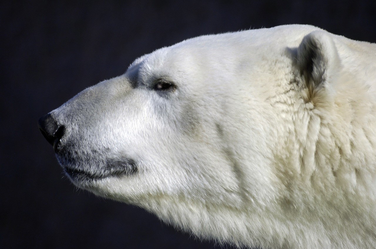 polar bear animal predator free photo
