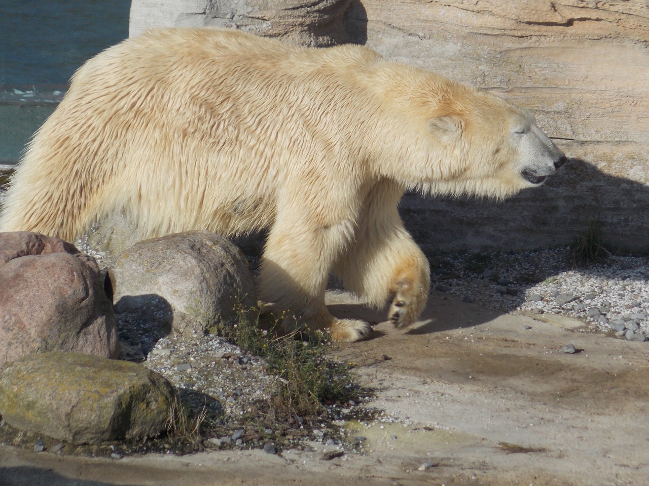 polar bear animal zoo free photo