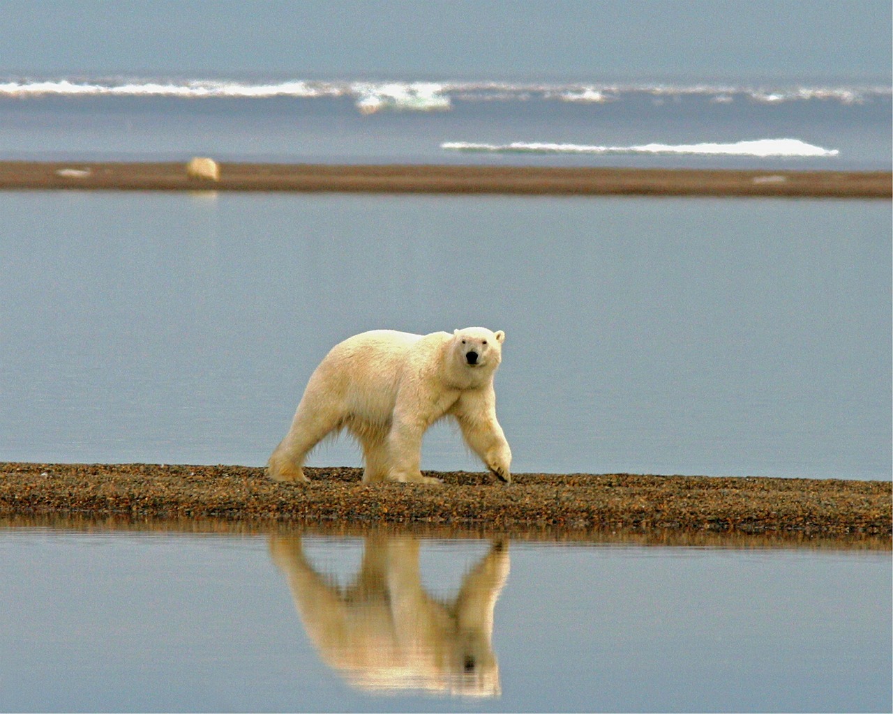 polar bear bear wilderness free photo