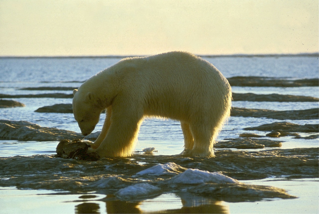 polar bear bear arctic free photo