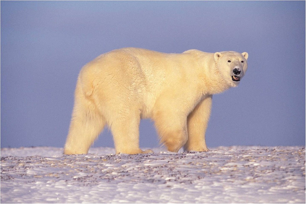 polar bear bear walking free photo