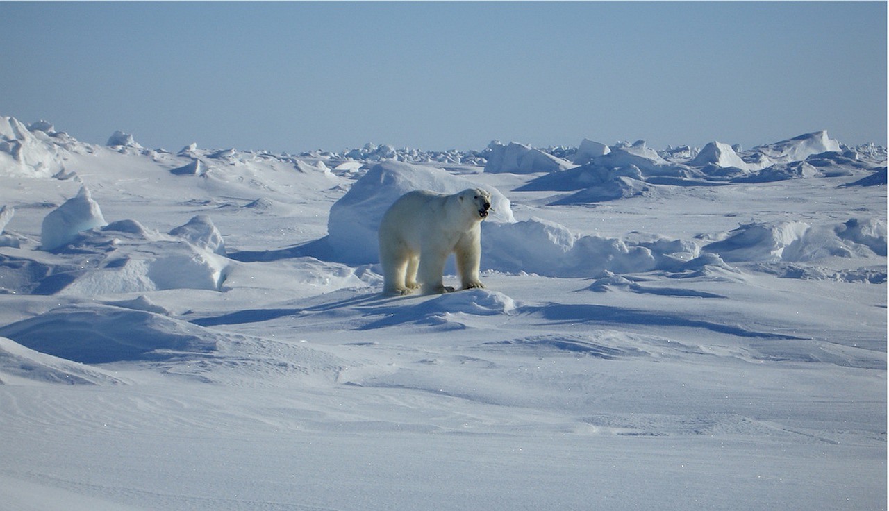 polar bear bear arctic free photo