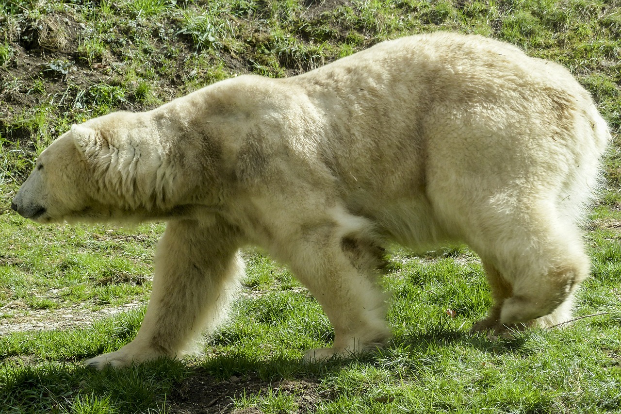 polar bear bear female free photo