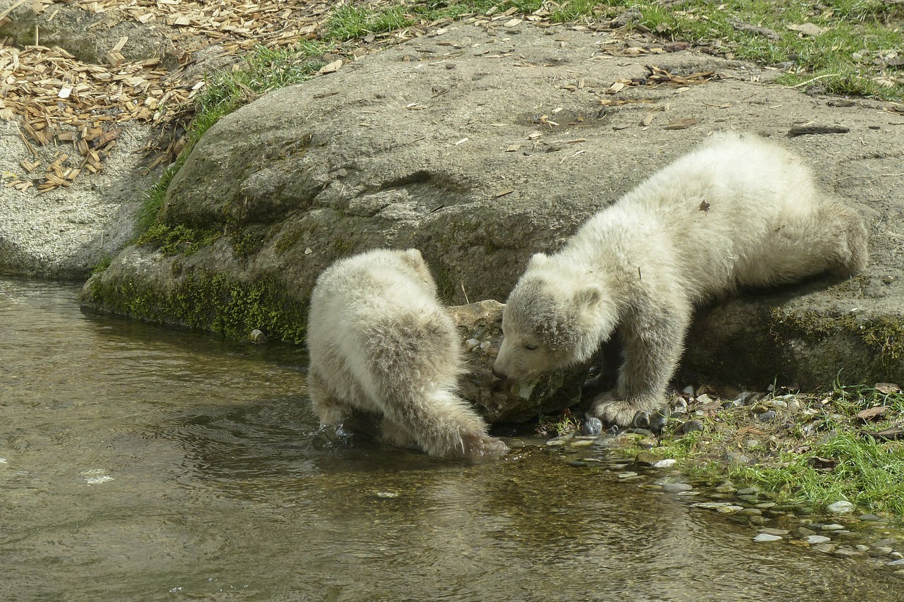 polar bear cubs animal free photo