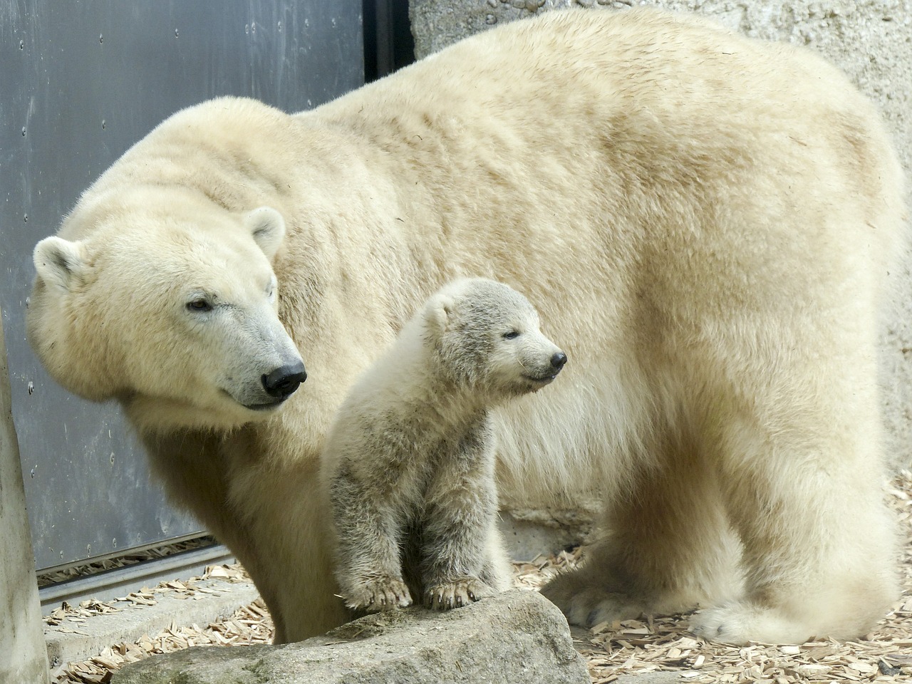 polar bear female cub free photo