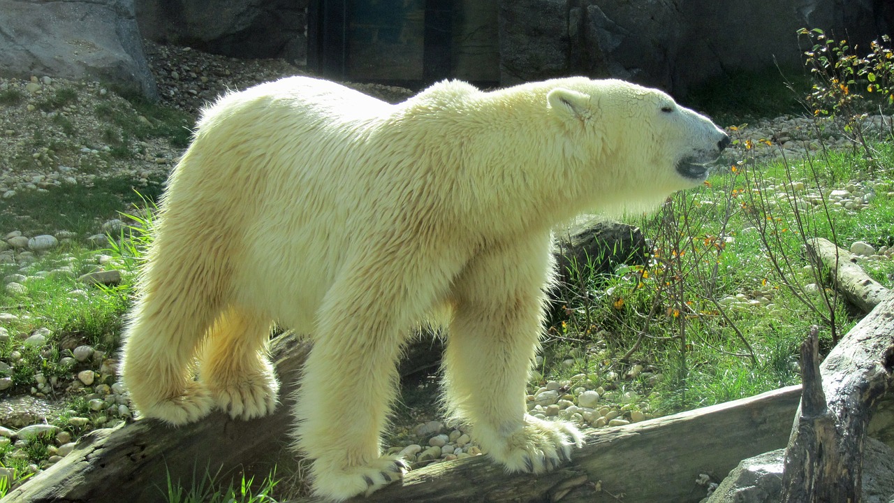 polar bear predator bear enclosure free photo
