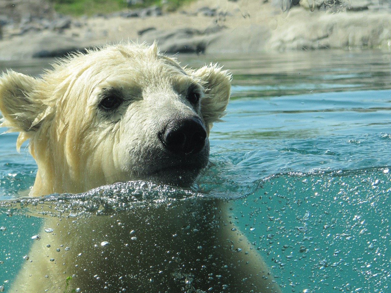 polar bear vicks rotterdam free photo