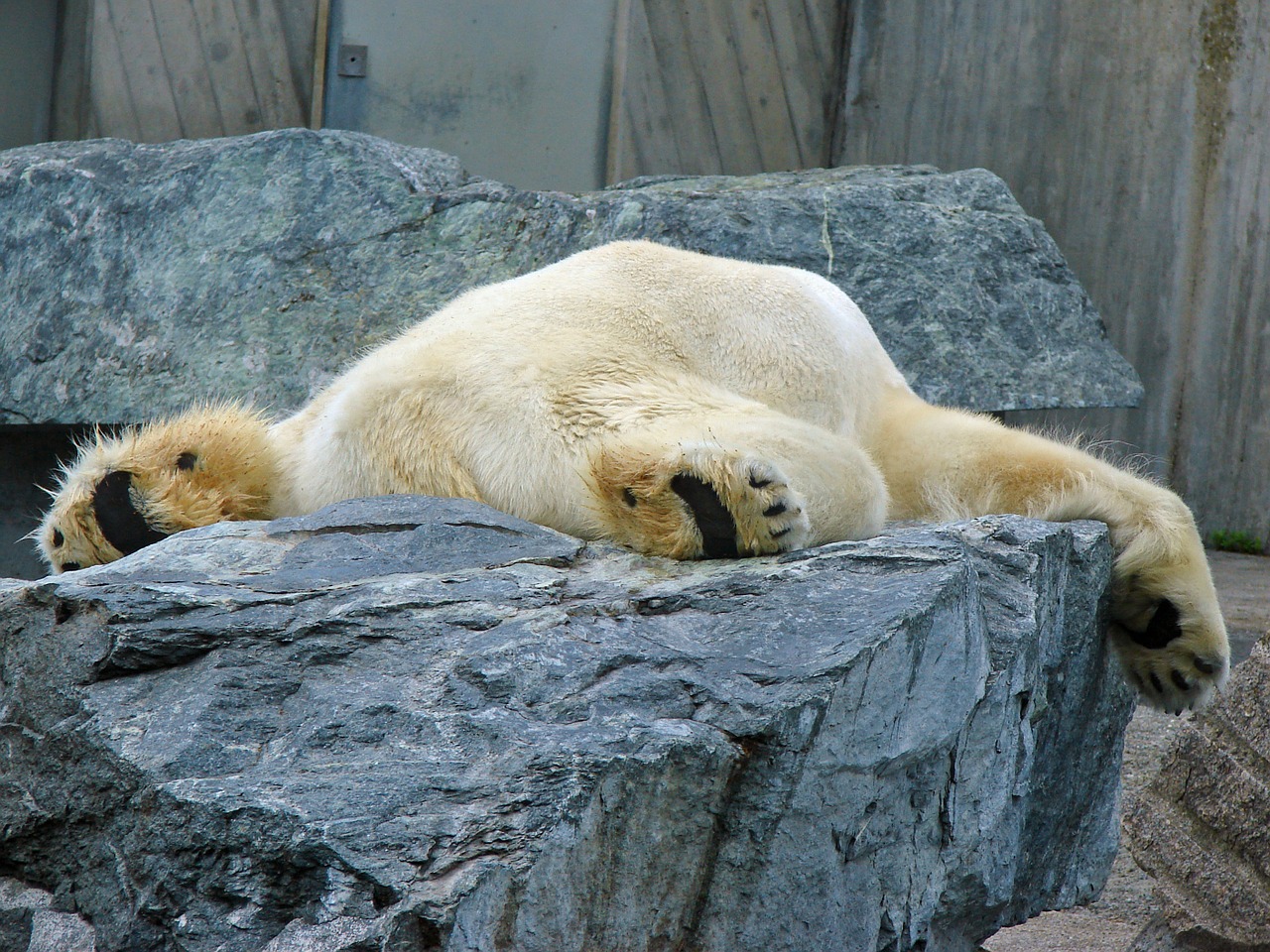 polar bear lazy zoo free photo