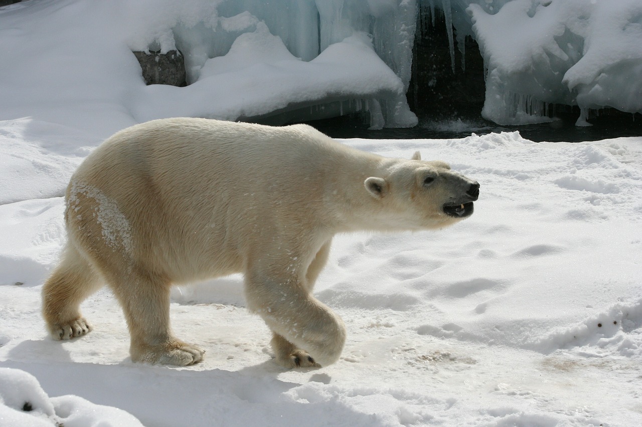 polar bear zoo snow free photo