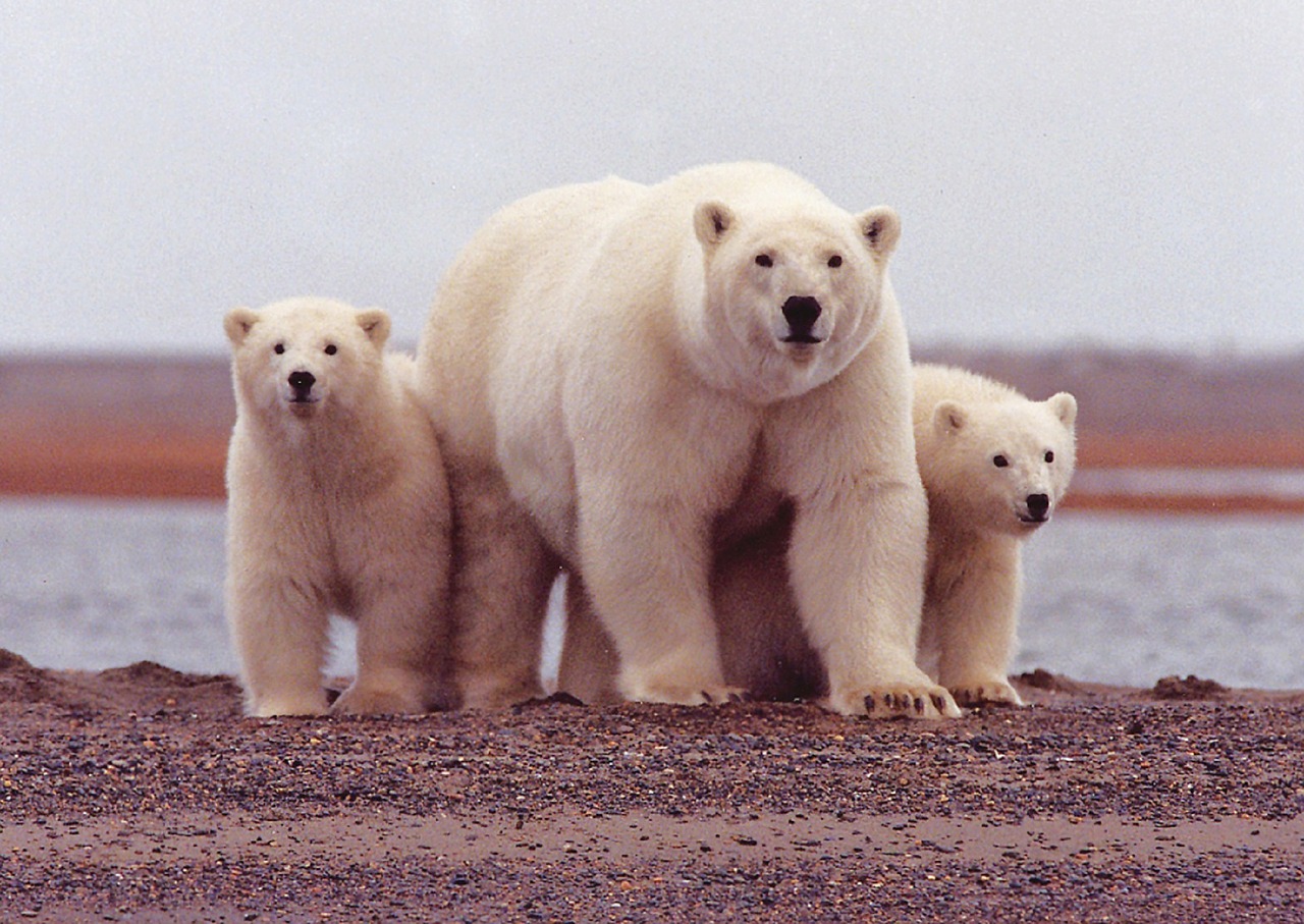 polar bear female cubs free photo