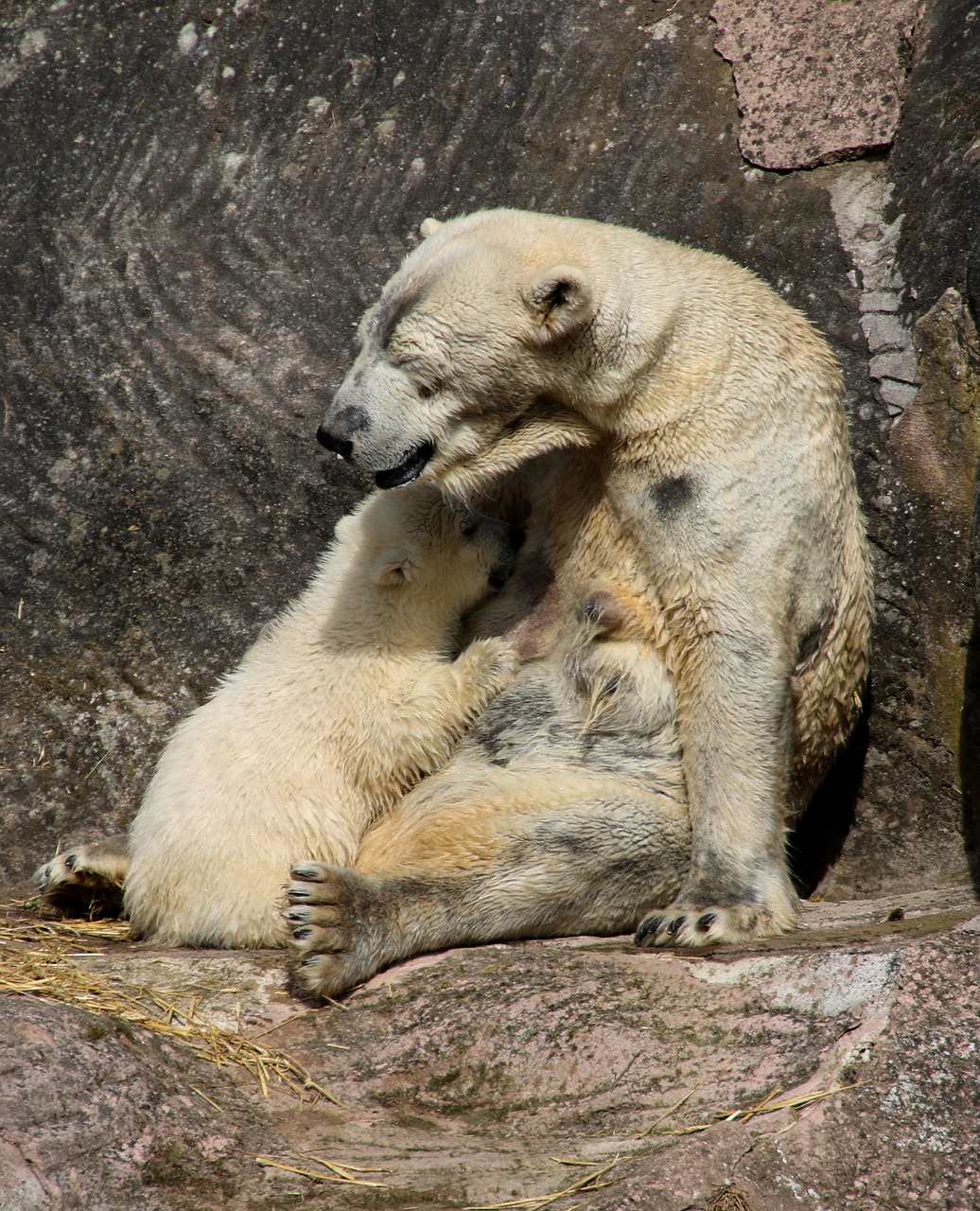 polar bear polar bear cub spring free photo