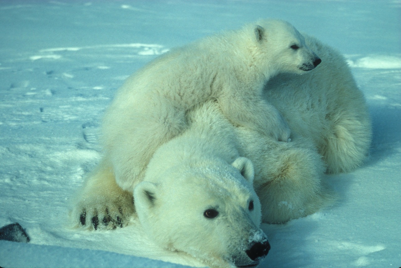 polar bear mother cub free photo