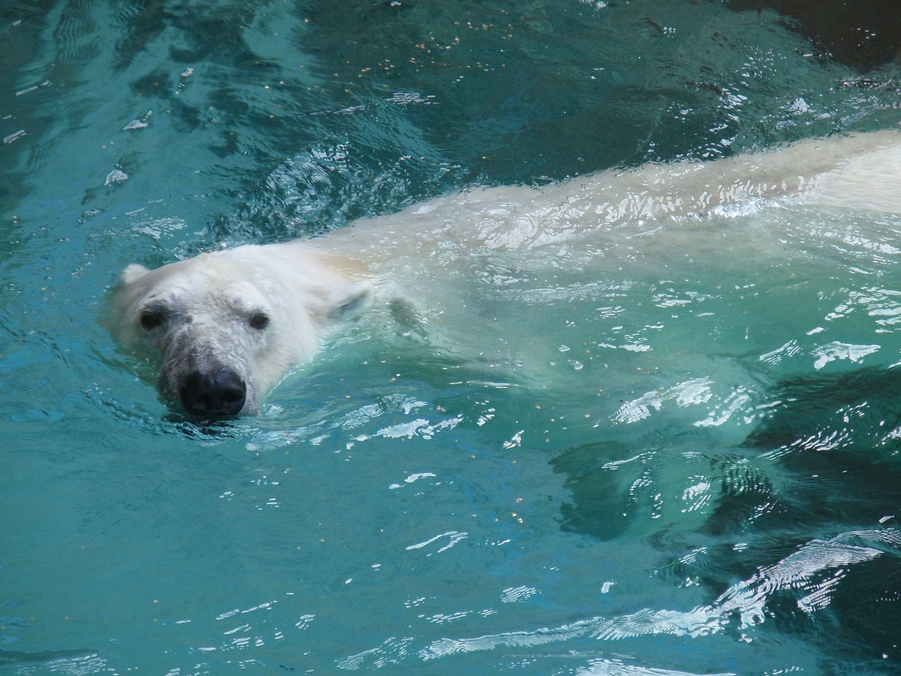 polar bear zoo bear free photo