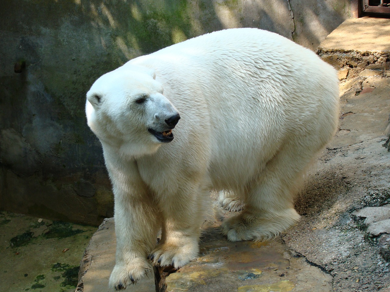 polar bear zoo wildlife free photo