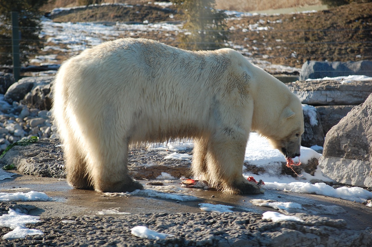 polar bear white eating free photo