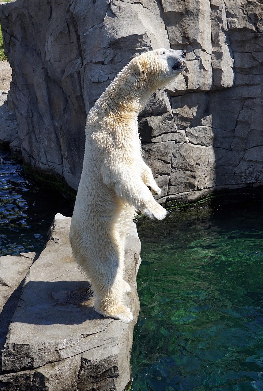 polar bear white bear predator free photo