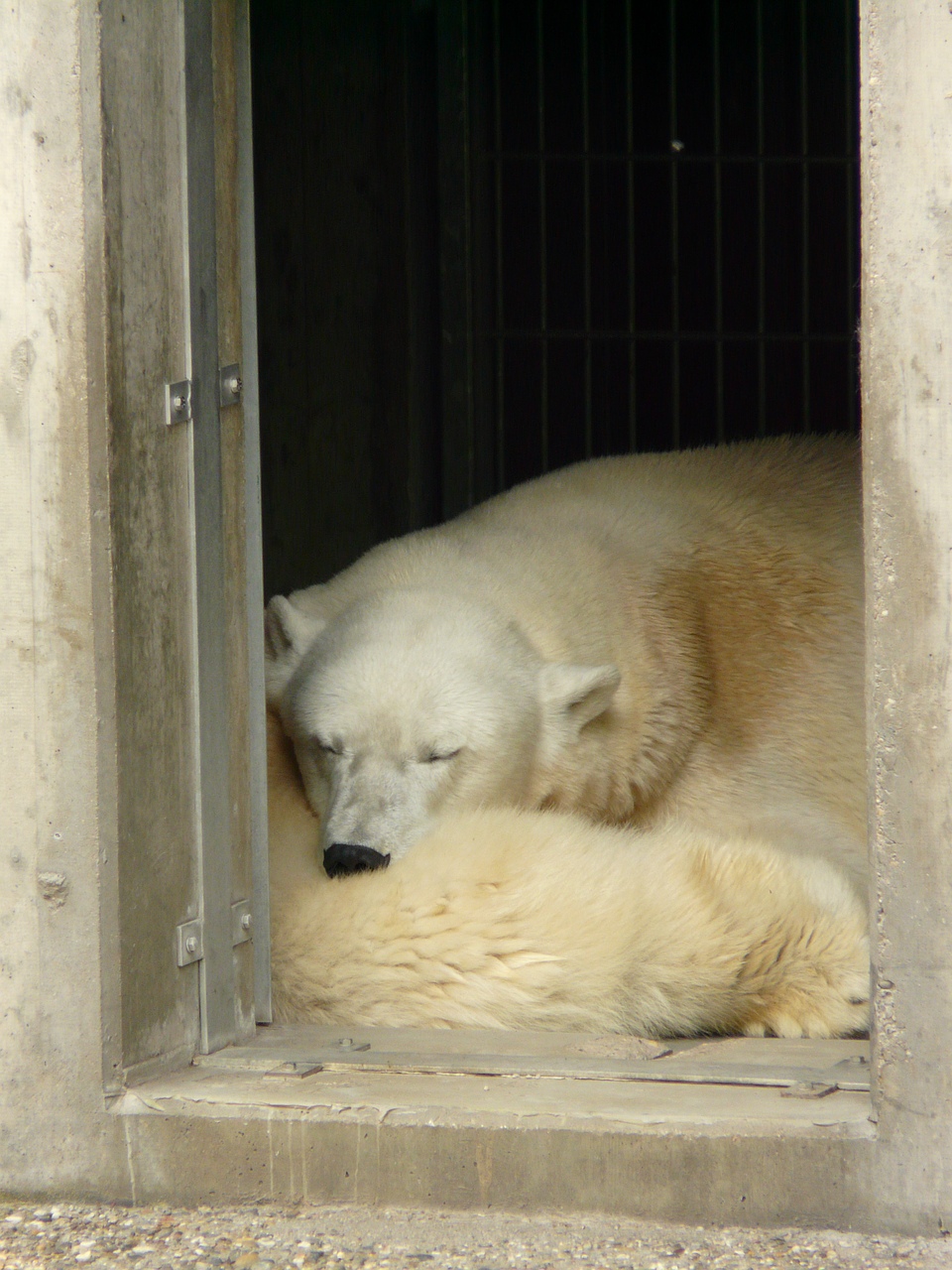 polar bear zoo fur free photo