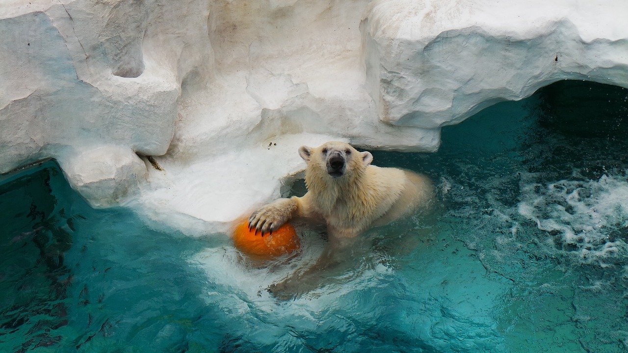 Polar bear,bear,polar,zoo,ueno - free image from needpix.com