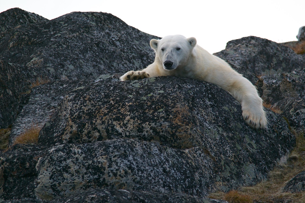 polar bear ice bear animal free photo