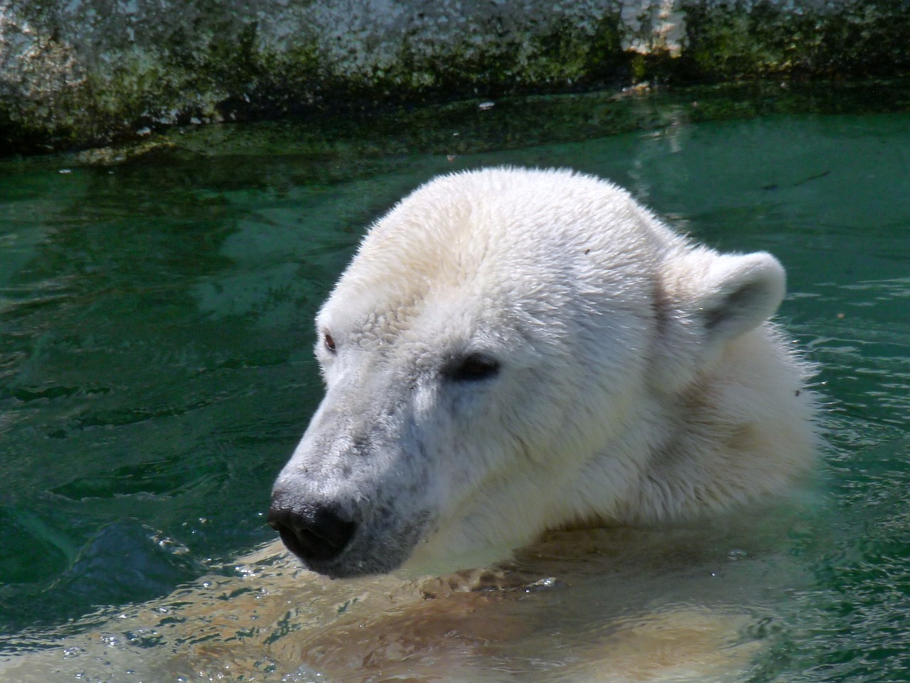 polar bear zoo animal free photo
