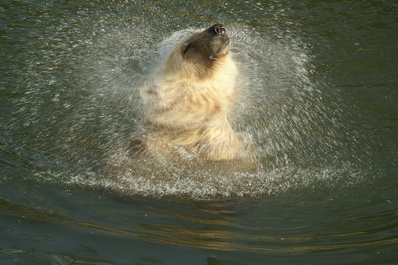 polar bear hybrid bear animal free photo