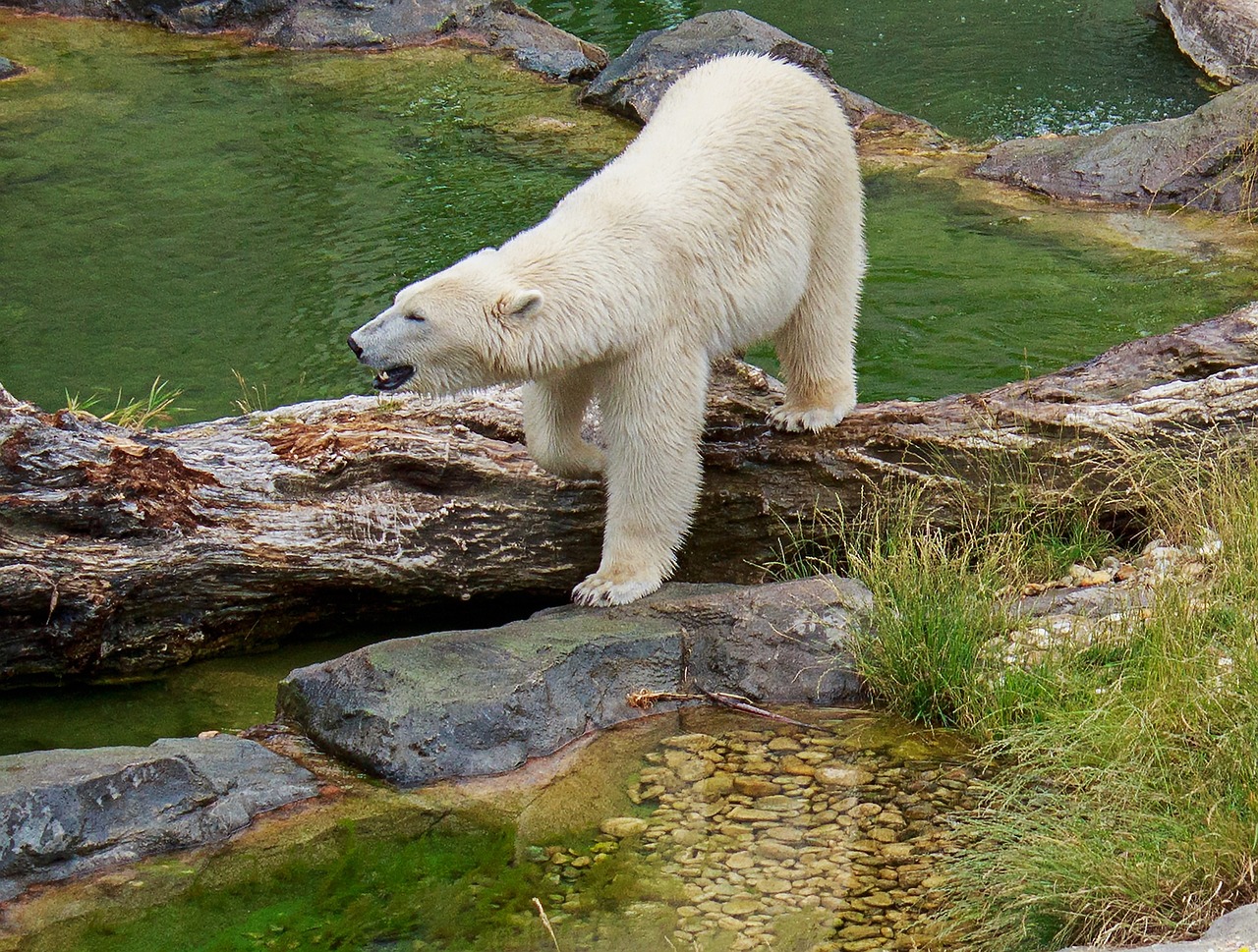polar bear bear zoo free photo