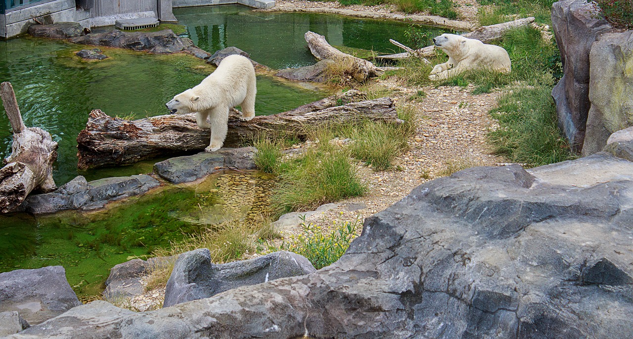 polar bear bear zoo free photo