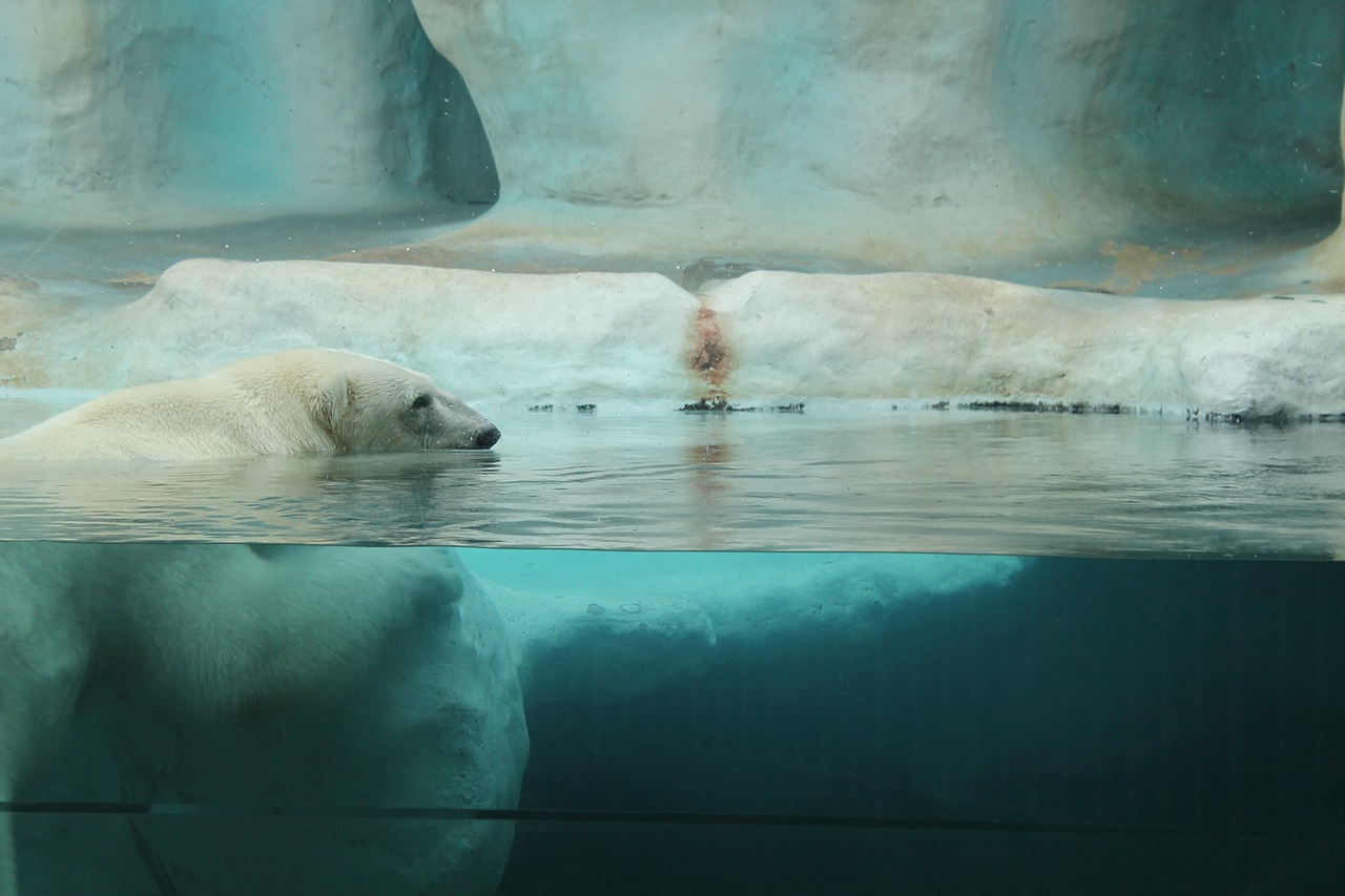 polar bear bear arctic free photo