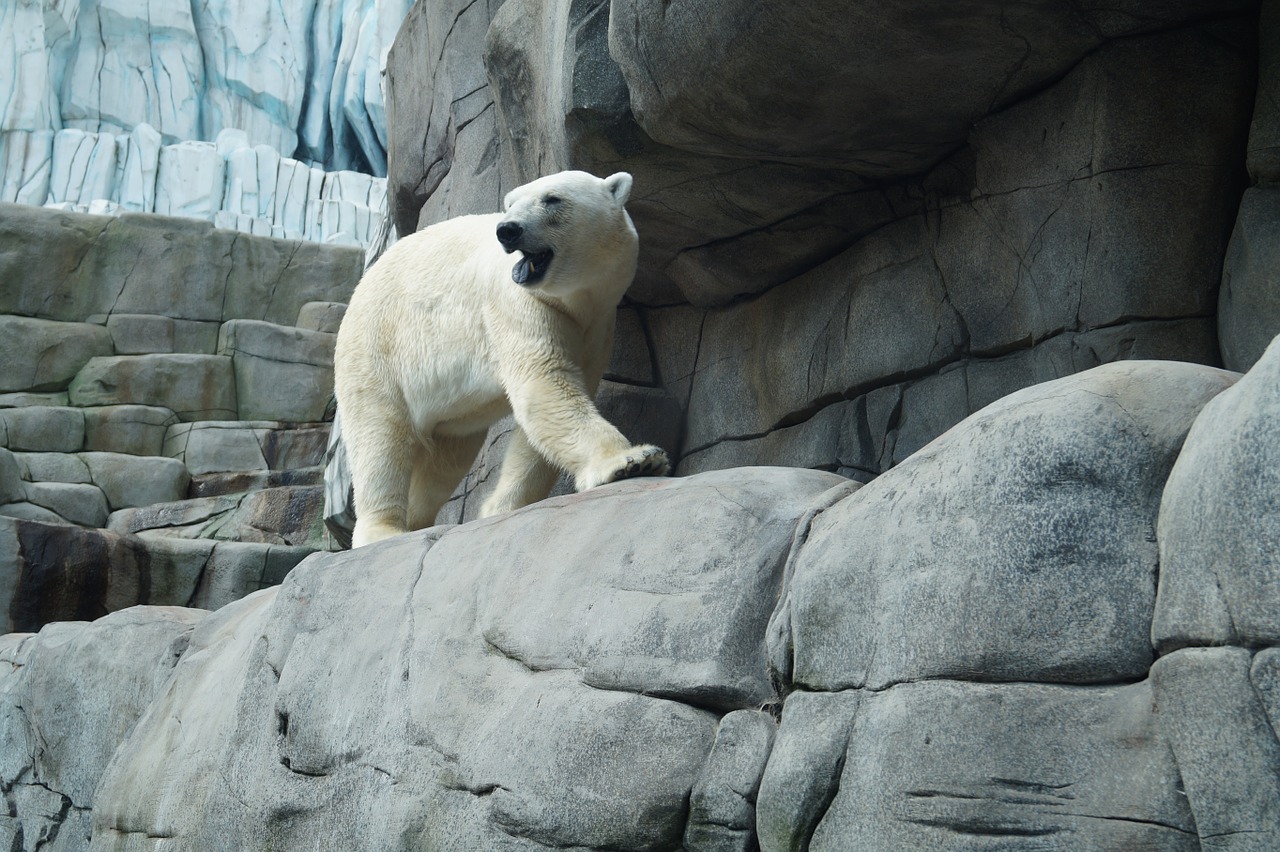 polar bear zoo hagenbeck free photo