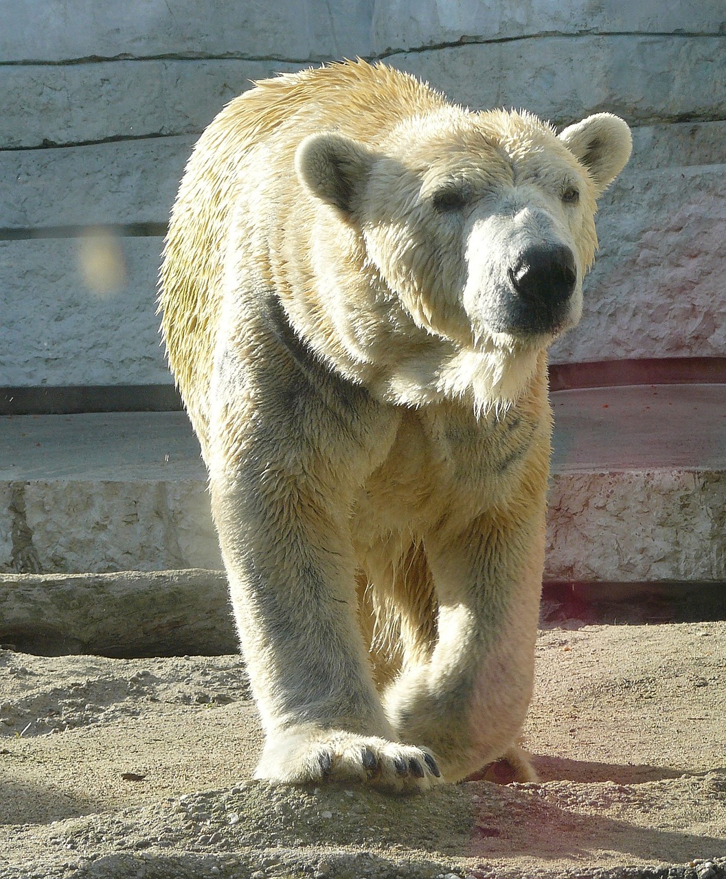 polar bear mammal bear free photo