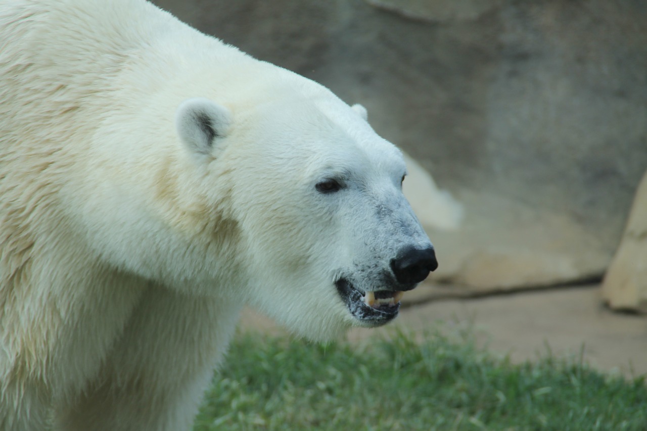 polar bear white teeth free photo