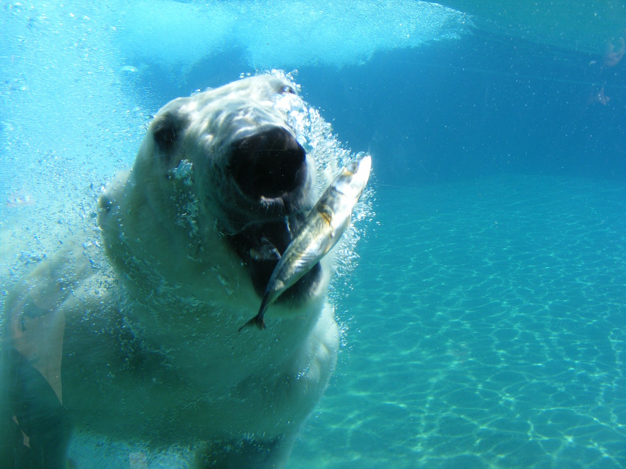 polar bear bear white free photo