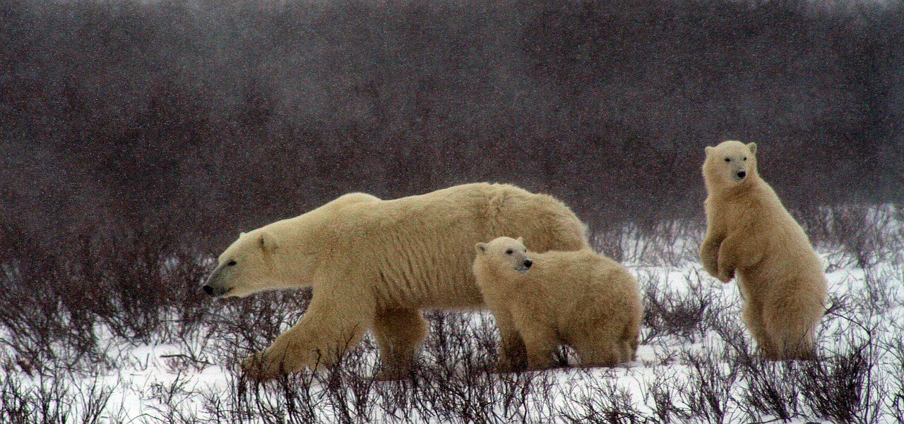 polar bear and cubs polar bear churchill canada free photo