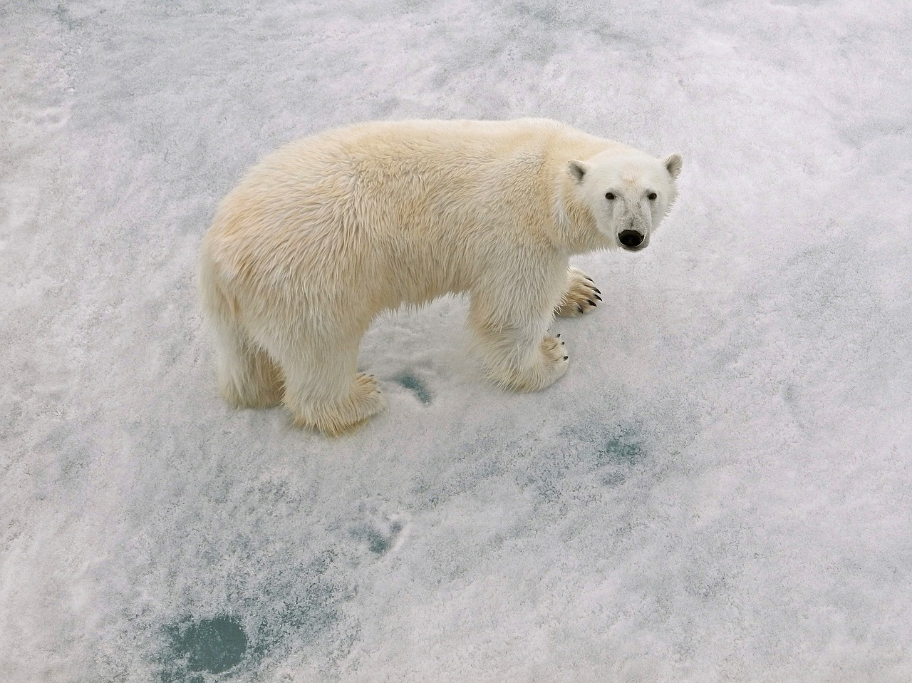 polar bear male  arctic circle  with paw prints free photo