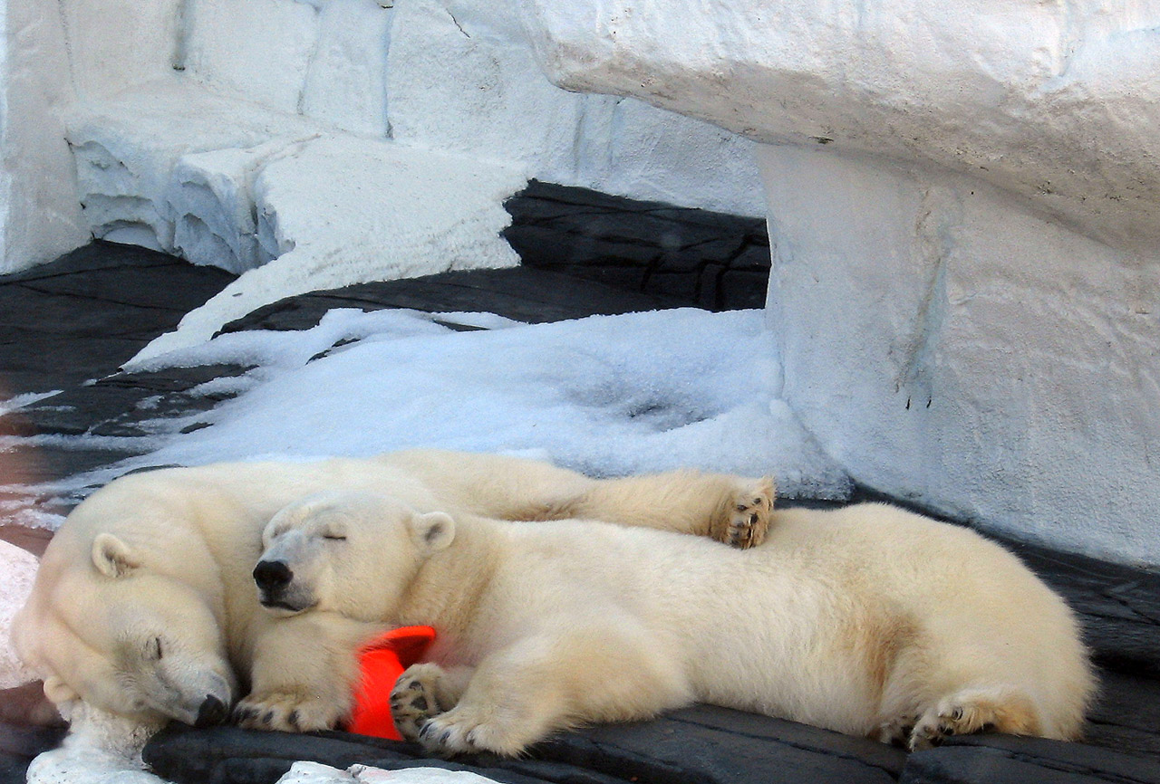 polar bears sleep free photo