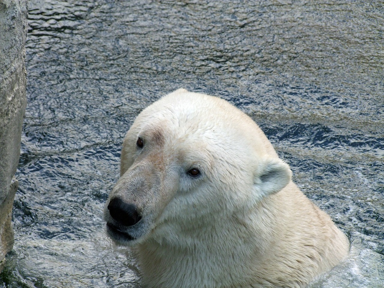 polar bear of ursus maritimus predator mammal free photo