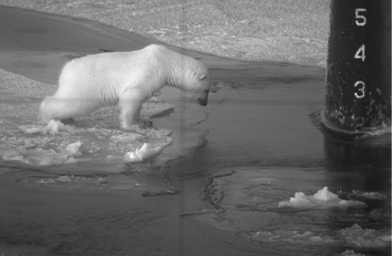 polar bear on submarine periscope arctic free photo