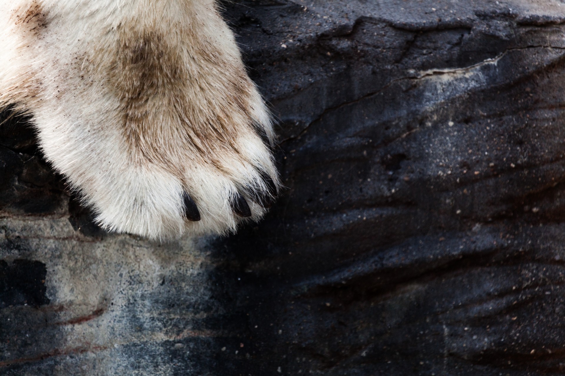 paw bear fur free photo