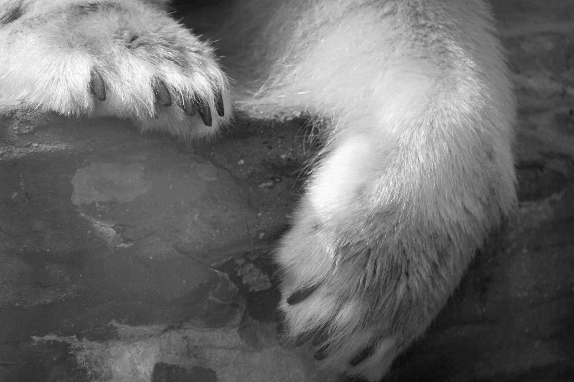 animal arctic black white free photo
