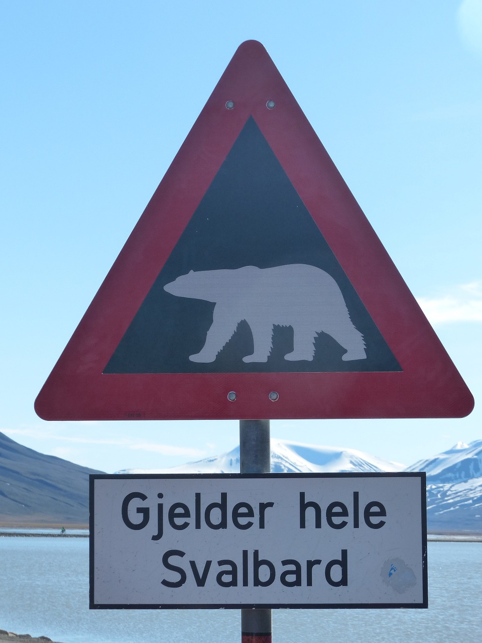 polar bears caution spitsbergen free photo