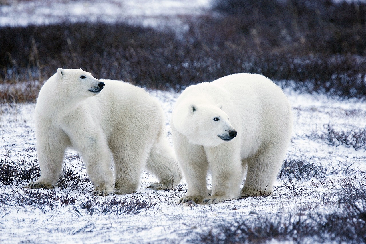 polar bears wildlife snow free photo