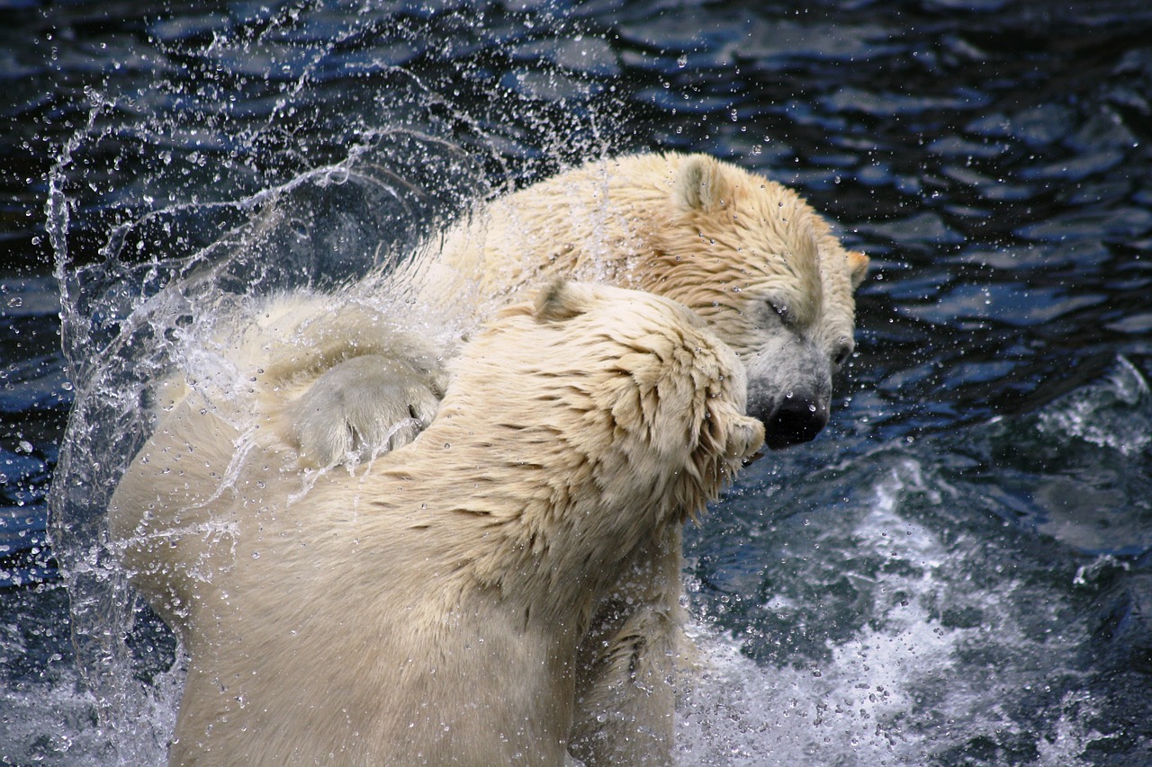 polar bears  zoo  hanover free photo