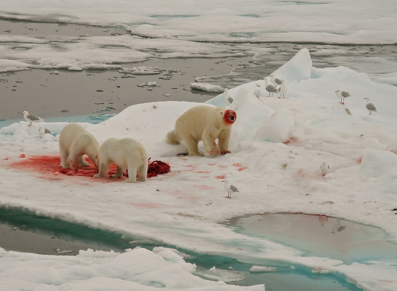 polar bears  feeding  arctic circle free photo