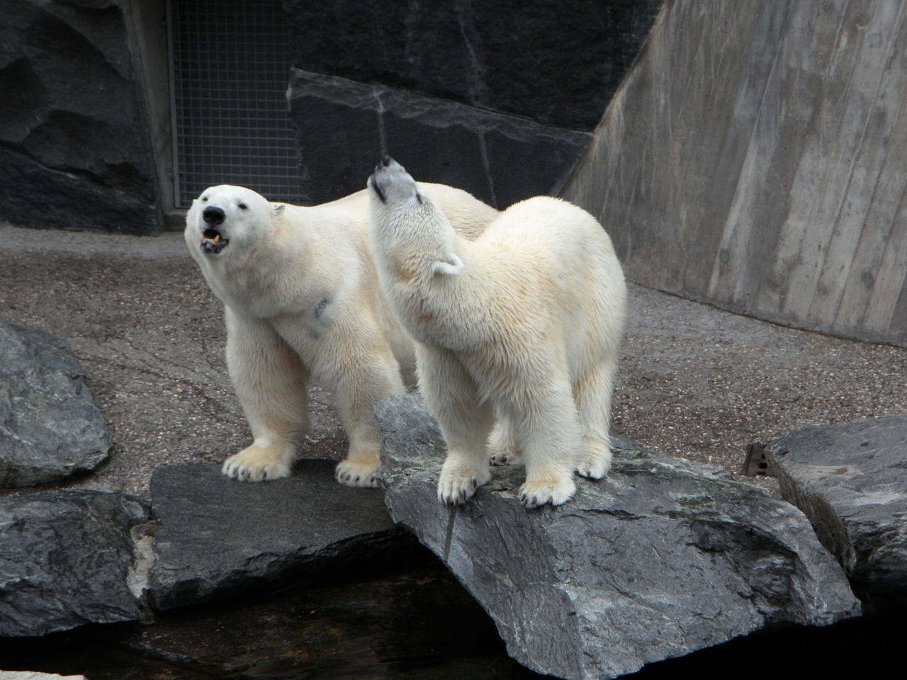 polar bears bear animals free photo