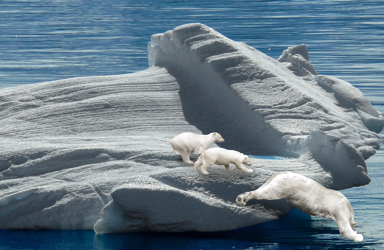 polar bears iceberg predator free photo