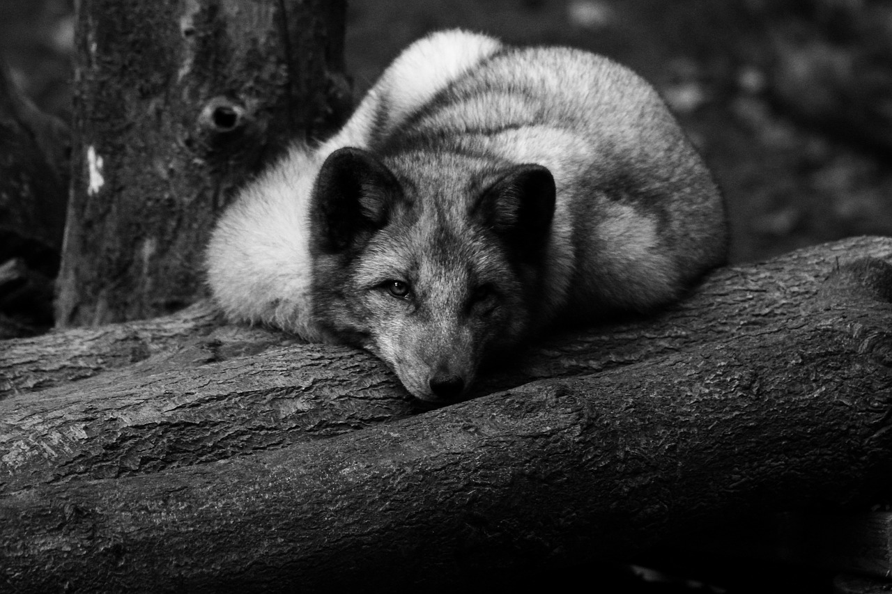 polar fox zoo animal free photo