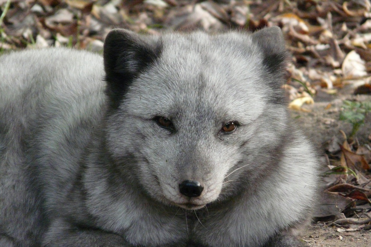 polar fox  zoo  animal world free photo